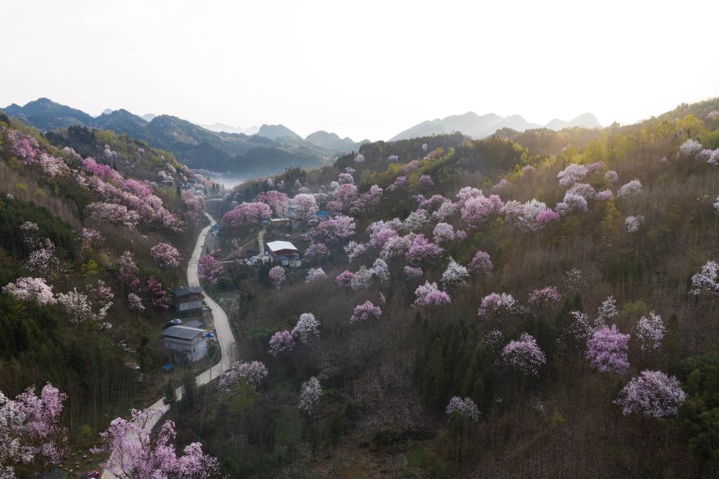 四川江油：辛夷花開