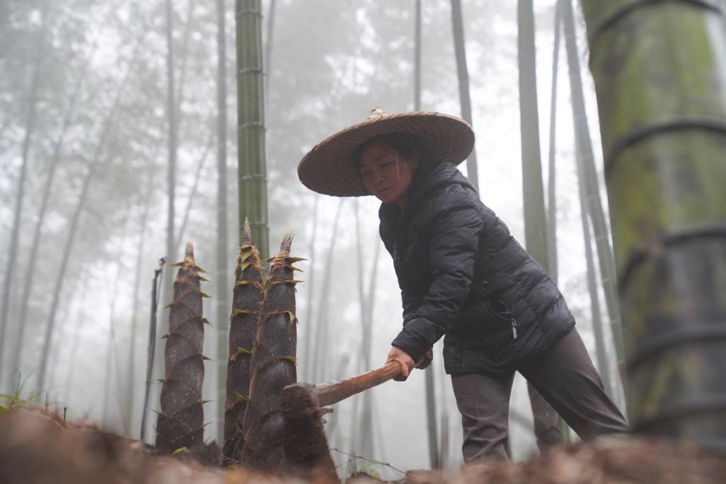 貴州赤水楠竹筍開(kāi)始采收